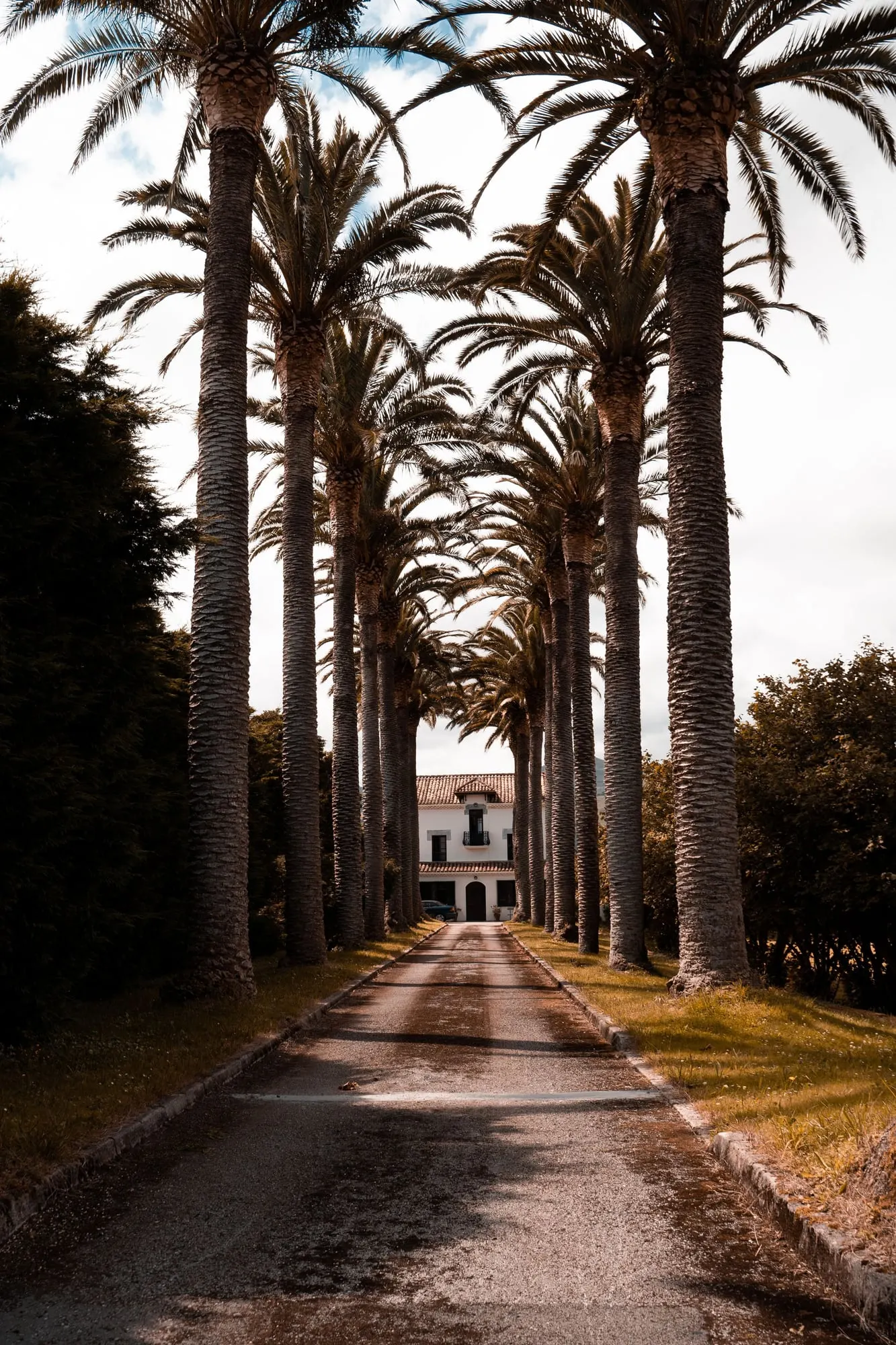 Grand palm-lined entry path